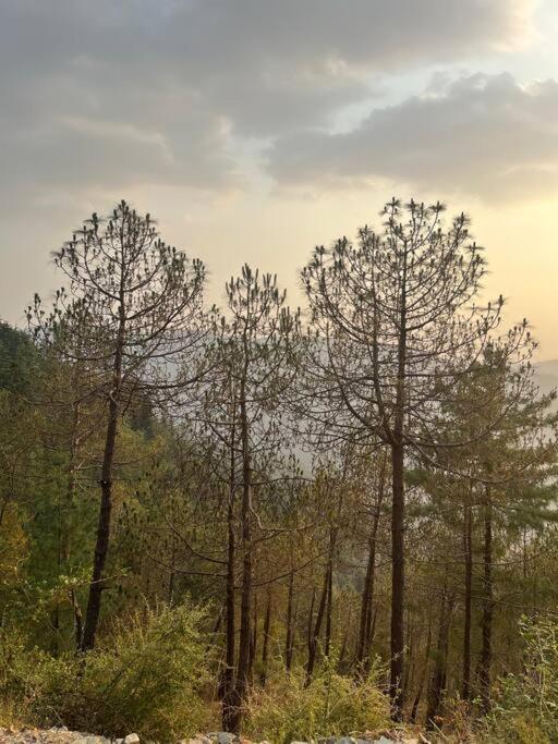 Residence Inn Homestay Shimla Bagian luar foto